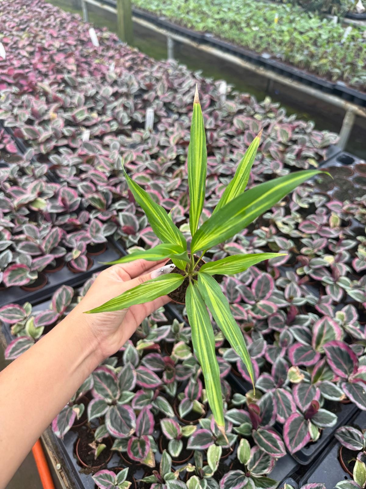 2" Pot Cordyline fruticosa Kiwi
